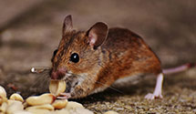 Find Exterminators in Hanover County